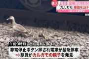 【京成線】ラッシュ時の線路にカルガモ親子が迷い込み上下線がストップ…カモならしゃーないということで許される