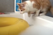 【ネコ】止めてあげて！水に落っこちてしまう猫ちゃんたちのまとめ(´･_･`)