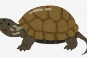カメ（臭い、鈍くさい）←こいつがペットとして愛されてる理由