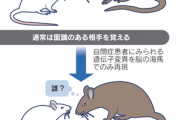 【衝撃】自閉症、脳に異常があるせいで『他者を覚えづらい』と判明