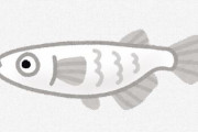 日本のメダカの放流・遺伝子汚染が問題に　アクア民さん「こりゃメダカ規制される未来が視えるわ・・・」と嘆き節