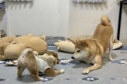 柴犬とかいう犬wwwwwwwwwwwwwwww
