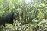「関門海峡突破させるな」クマの生息域拡大に警戒の声　九州で絶滅も山口県多数目撃