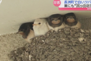 アルビノのツバメの雛が可愛いと話題に