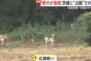 「子豚がやられた」「孫は外に出るな」 野犬の群れに占拠された町
