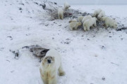 ホッキョクグマ50頭超が村に押し寄せる、気候変動でえさ場が減少か【ロシア】