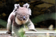【画像】コアラ「俺を怒らせた奴がいるようだな」←コレｗｗｗｗｗｗｗｗ