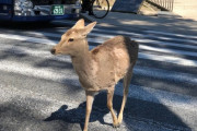 「どうして日本では鹿が横断歩道を使うんだ？」親日外国人が風景を愛でるスレ
