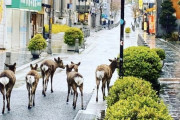【画像】外出自粛中の奈良県、鹿に支配されるｗｗｗｗｗｗｗｗｗｗ