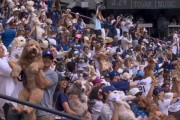 なぜ？大谷翔平のドジャー・スタジアム、犬であふれる　「めっちゃ癒されるやつ！」と話題に