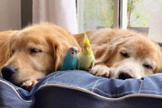 数はちょっと減ったけど、相変わらず仲良く暮らしているよ！その後のゴールデンレトリバーと仲間たち