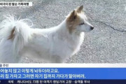 【済州航空事故】家族9人でバンコク旅行、誰も帰らず…残された愛犬、飼い主を待ち続け道を見つめる [1/1]  [ばーど★]