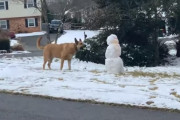 スノーマンに警戒しながら近づいた犬が最後にとった行動とは？
