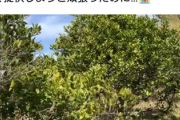 【動画あり】　ツイッター農家さん　柑橘類を全部取られる・・　犯人は誰や
