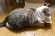 【画像】 無理矢理小さい箱に入るウチの猫。【再】