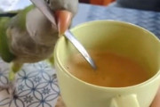 「まかせて！」インコの飲み物を混ぜてあげるサービス
