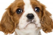 一人暮らしで犬飼い始めたけど正直後悔し始めた…
