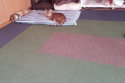 カーペット敷いたらネコちゃんめっちゃ喜んでてワロタ（※画像あり）