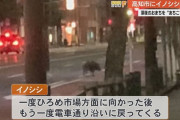【高知】深夜の繁華街にイノシシ出没、パトカーに突進　目撃者「突進してこられたのは人生で初めて。びっくりした」