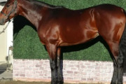 【有馬記念直前の最新画像】エフフォーリア　馬体がマジで凄いことになってる！！