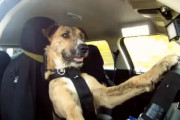 【草】イヌに車の運転を教えていた男、なんやかんやで警察とカーチェイスになり逮捕