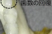 【朗報】「歯生え薬」の治験を開始