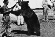 WW2に実在した「クマの兵士」 動物なのにガチで人間扱いの「一般兵」となった理由とは？！