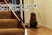 帰宅したら家の中でアザラシがビタンビタン動いてたらどうする？