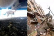 【ネコ】猫が猫を追いかける猫チェイスカメラの映像が楽しい。