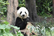 【中国】「日本のパンダファンが見に来ることを歓迎する」　中国、早期の新規貸与に後ろ向き