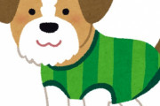 ペットに服着せると怒る人達いるじゃん？てか怒る人達来てよ
