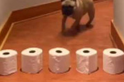 【イヌ】 廊下に「トイペ」を並べてみた。何段まで飛び越えられる？ → 犬たちはこうなります…