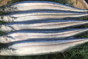 【絶望】サンマが歴史的不漁で1匹5980円に高騰