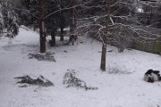 【動画】パンダ「おっ、雪積もっとるやんけ！」