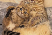 【ねこGIF】ぐっすり幸せそうに眠りこける猫さん…あれ？とんでもないポーズになってますwww