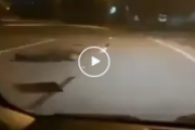 【悲報】フロリダの公道にとんでもない凶悪動物が出現！←怖すぎだろ！　海外の反応