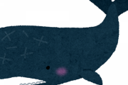 【画像あり】クジラの心臓でかすぎワロタｗｗｗｗｗｗｗｗ