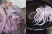 【衝撃】中国で偽イカが登場？　配信者が茹でようとしたところ瞬く間にドロドロに溶けるｗｗｗ