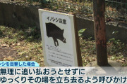 東京でイノシシ相次ぐ・・・