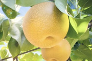 【朗報】最強の果物「梨」に決まる