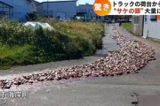 【画像】トラック運転手、路上に大量のサケをばら撒いてしまうｗｗｗｗｗｗｗｗｗｗｗ