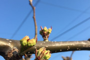 【画像】半農半ニートやけど梨の花芽膨らんできたで?