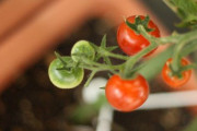 投資「年利5%くらいです」ミニトマトの苗「庭で可愛がって育てたら利回り10000%相当です」→お前らがやらない理由