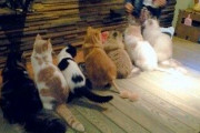 【ねこ画像】ねこたちのしっぽ、炊飯器とねこ