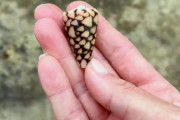 【動画】白人女性TikToker「沖縄の海でキレイな貝殻見つけた！ラッキー！」 → 実は猛毒イモガイだった・・・