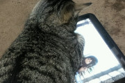 猫とタブレット