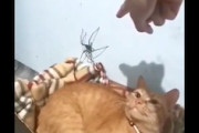 【ネコ】飼い猫に蜘蛛の退治を依頼した結果(*´д｀*)