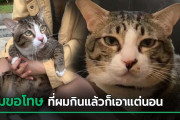 日本で「6階から落ちて無傷だったタイのデブ猫」が話題に！→タイ人「誹謗中傷だｗｗｗ」【タイ人の反応】