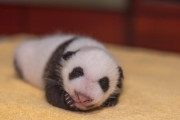 キュートさ全開！生後1か月のパンダの赤ちゃんをアメリカの動物園が公開