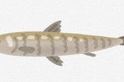 日本人をシシャモだと思ってる人の9割以上が実はカペリンっていう代替魚って知ってた？